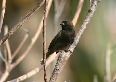 Black-faced Grassquit; male