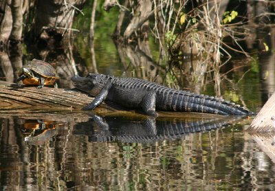Florida Red-bellied Turtle and American Alligator