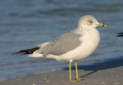 Ring-billed Gull; basic