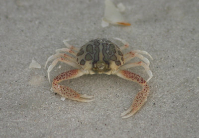 Purse Crab
