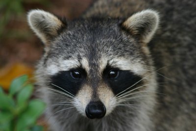 Raccoon