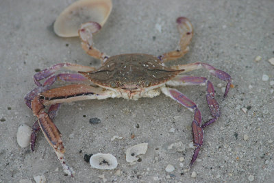 Iridescent Swimming Crab