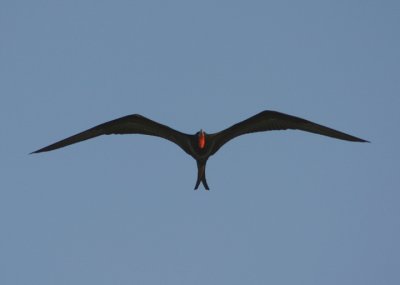 Magnificent Frigatebird; male