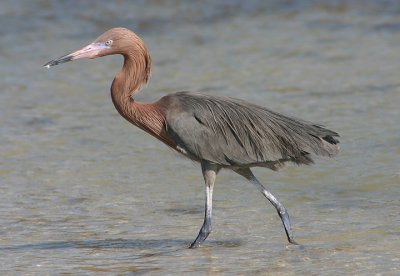 Reddish Egret