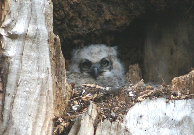 Great Horned Owl; fledgling on nest