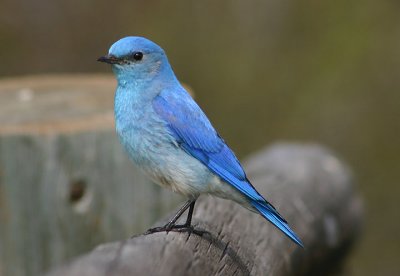 Mountain Bluebird; male