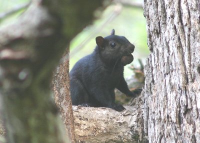 Eastern Gray Squirrel; black variant