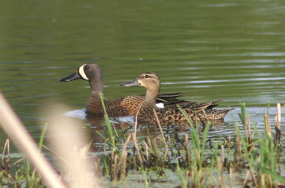 Blue-winged Teal pair