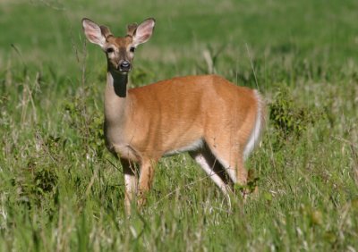 White-tailed Deer; young buck
