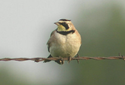 Horned Lark; male