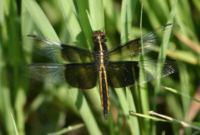 Libellula luctuosa; Widow Skimmer; young male