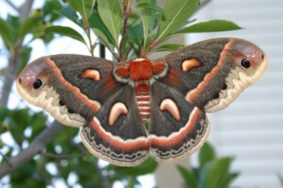 7767 - Hyalophora cecropia; Cecropia Moth; female