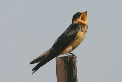 Barn Swallow; juvenile