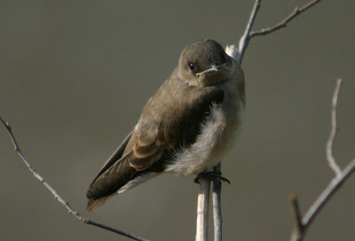 Northern Rough-winged Swallow; juvenile