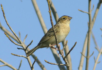 Grasshopper Sparrow