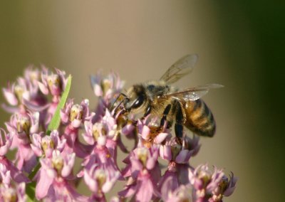 Apis mellifera; Western Honey Bee; exotic