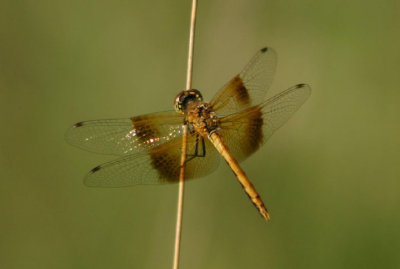 Sympetrum semicinctum; Band-winged Meadowhawk; female