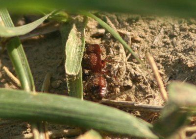 Dasymutilla Velvet Ant species; female