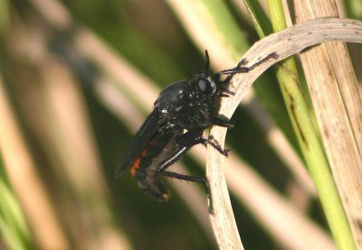 Ospriocerus Robber Fly species