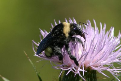 Bombus pensylvanicus; American Bumble Bee