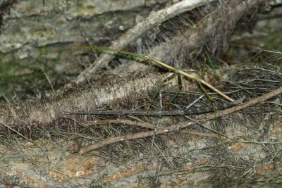 Diapheromera femorata; Northern Walkingsticks; mating pair