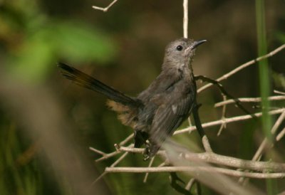 Gray Catbird; juvenile