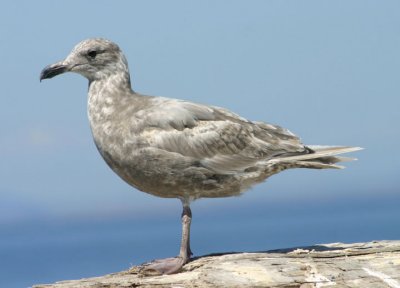 Glaucous-winged Gull; immature