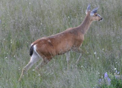 Black-tailed Mule Deer; doe