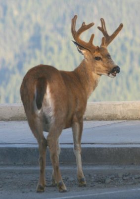 Black-tailed Mule Deer; buck