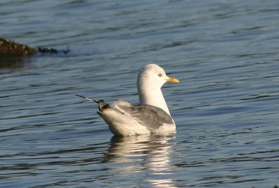 Short-billed Gull; breeding