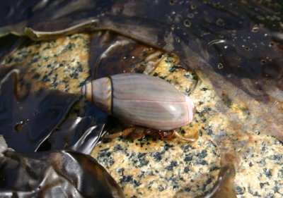 Grainy Hermit Crab in Purple Dwarf Olive shell