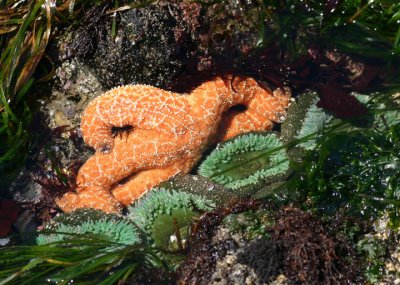 Ochre Starfish and Green Sea Anemones