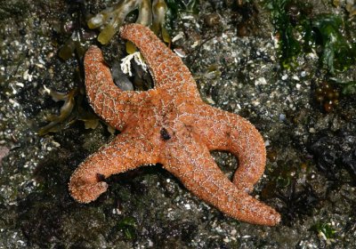 Ochre Starfish