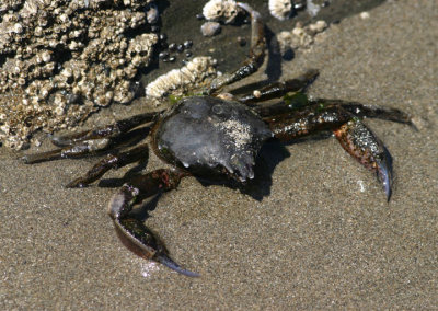 Kelp Crab