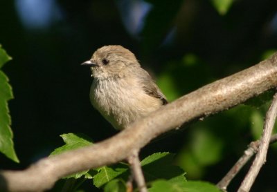 Bushtit