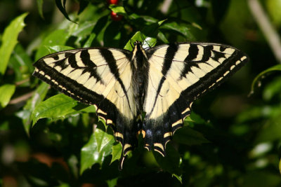 Papilio rutulus; Western Tiger Swallowtail; male