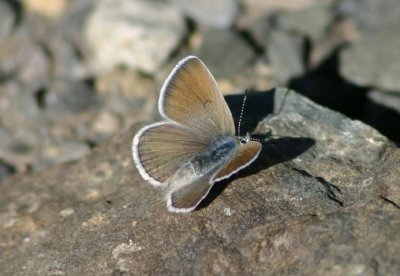 Plebejus icarioides; Boisduval's Blue; female