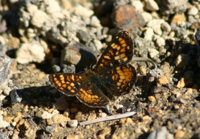 Phyciodes pulchella; Field Crescent