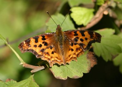 Polygonia satyrus; Satyr Comma