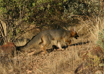 Gray Fox