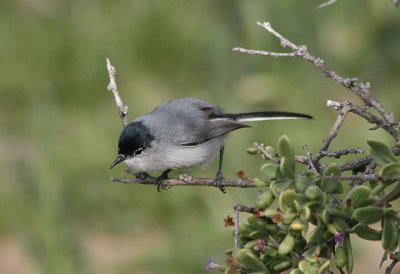 Black-tailed Gnatcatcher; breeding male