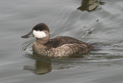 Ruddy Duck; basic male