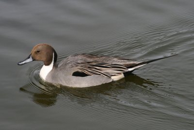 Northern Pintail; male