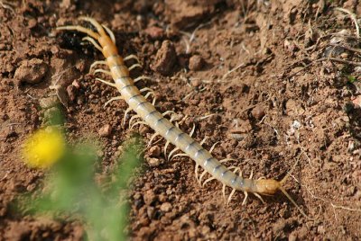 Scolopendra Tropical Centipede species