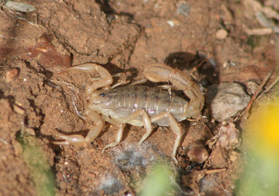 Vaejovis spinigerus; Arizona Stripedtail Scorpion