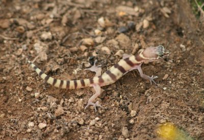 Western Banded Gecko