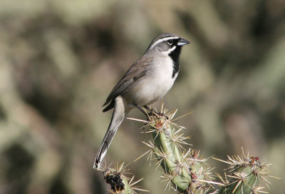 Black-throated Sparrow