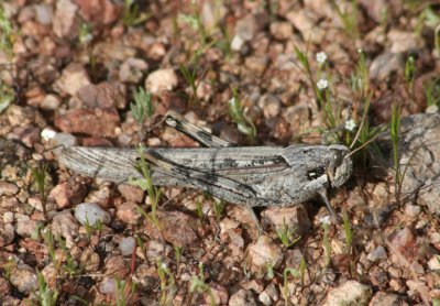 Schistocerca nitens; Gray Bird Grasshopper; female