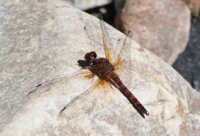 Paltothemis lineatipes; Red Rock Skimmer; male
