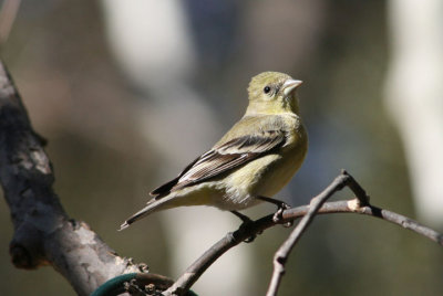 Lesser Goldfinch; female